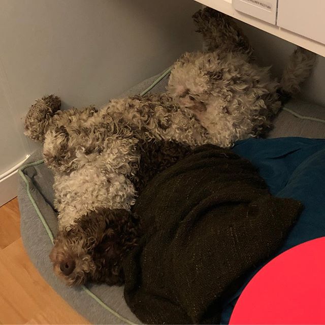 I’m not lazy. Just taking a nap. #pappajagvillhaenitalienare #maclagotto #lagottoromagnolo #lagottosofinstagram #lagottopuppy #lagottolove #lagottostyle #lagottos #lagottodogs #lagottoromagnolos #lagottoboy #svärdsjö #dalarna #sweden #dog #dogs #dogsofinstagram #dogsofinsta @knappare @mingming_05 - 1521801374