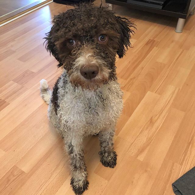 And he gave me a haircut again. Why can’t I have long hair? #pappajagvillhaenitalienare #maclagotto #lagottoromagnolo #lagottosofinstagram #lagottopuppy #lagottolove #lagottostyle #lagottos #lagottodogs #lagottoromagnolos #lagottoboy #svärdsjö #dalarna #sweden #dog #dogs #dogsofinstagram #dogsofinsta @knappare @mingming_05 - 1521806060