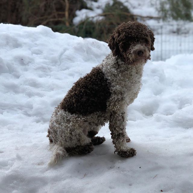 Where are you spring? I need you. #pappajagvillhaenitalienare #maclagotto #lagottoromagnolo #lagottosofinstagram #lagottopuppy #lagottolove #lagottostyle #lagottos #lagottodogs #lagottoromagnolos #lagottoboy #svärdsjö #dalarna #sweden #dog #dogs #dogsofinstagram #dogsofinsta @knappare @mingming_05 - 1521819046