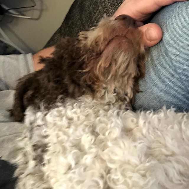 Earlier today I died a bit. In dads lap. #pappajagvillhaenitalienare #maclagotto #lagottoromagnolo #lagottosofinstagram #lagottopuppy #lagottolove #lagottostyle #lagottos #lagottodogs #lagottoromagnolos #lagottoboy #svärdsjö #dalarna #sweden #dog #dogs #dogsofinstagram #dogsofinsta @knappare @mingming_05 - 1522011915