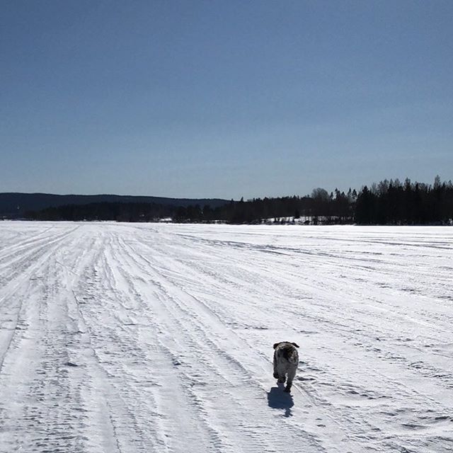 Today we crossed a lake. Two times. #pappajagvillhaenitalienare #maclagotto #lagottoromagnolo #lagottosofinstagram #lagottopuppy #lagottolove #lagottostyle #lagottos #lagottodogs #lagottoromagnolos #lagottoboy #svärdsjö #dalarna #sweden #dog #dogs #dogsofinstagram #dogsofinsta @knappare @mingming_05 - 1522164489