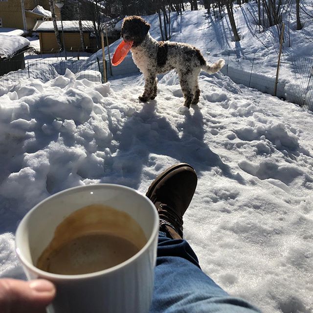 Dad claims that this is something called life today. He is weird. Its always life outside. #pappajagvillhaenitalienare #maclagotto #lagottoromagnolo #lagottosofinstagram #lagottopuppy #lagottolove #lagottostyle #lagottos #lagottodogs #lagottoromagnolos #lagottoboy #svärdsjö #dalarna #sweden #dog #dogs #dogsofinstagram #dogsofinsta @knappare @mingming_05 - 1522327627