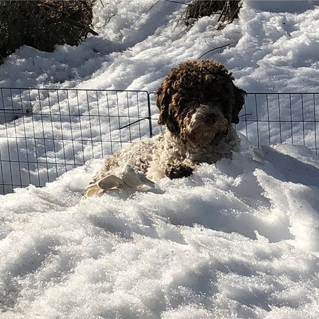 I’m sinking. Deep. #pappajagvillhaenitalienare #maclagotto #lagottoromagnolo #lagottosofinstagram #lagottopuppy #lagottolove #lagottostyle #lagottos #lagottodogs #lagottoromagnolos #lagottoboy #svärdsjö #dalarna #sweden #dog #dogs #dogsofinstagram #dogsofinsta @knappare @mingming_05 - 1522760780