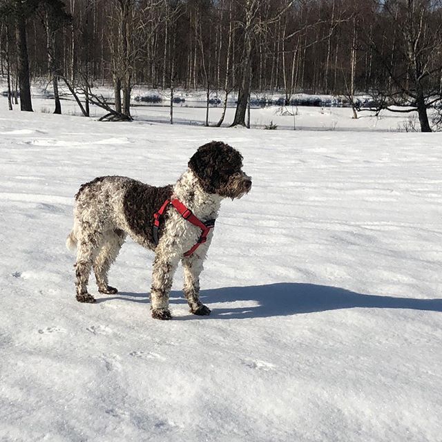 After a morning grooming experience I finally could hit the fields! #pappajagvillhaenitalienare #maclagotto #lagottoromagnolo #lagottosofinstagram #lagottopuppy #lagottolove #lagottostyle #lagottos #lagottodogs #lagottoromagnolos #lagottoboy #svärdsjö #dalarna #sweden #dog #dogs #dogsofinstagram #dogsofinsta @knappare @mingming_05 @k.rowntree - 1523432539