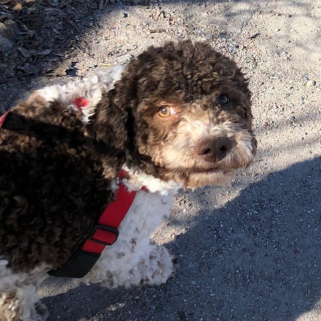 Finally a picture I look really good in. And smart! #pappajagvillhaenitalienare #maclagotto #lagottoromagnolo #lagottosofinstagram #lagottopuppy #lagottolove #lagottostyle #lagottos #lagottodogs #lagottoromagnolos #lagottoboy #svärdsjö #dalarna #sweden #dog #dogs #dogsofinstagram #dogsofinsta @knappare @mingming_05 - 1523550364