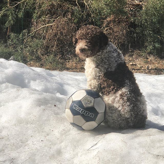 This is me. And that ball. #pappajagvillhaenitalienare #maclagotto #lagottoromagnolo #lagottosofinstagram #lagottopuppy #lagottolove #lagottostyle #lagottos #lagottodogs #lagottoromagnolos #lagottoboy #svärdsjö #dalarna #sweden #dog #dogs #dogsofinstagram #dogsofinsta @knappare @mingming_05 #kappa - 1523619911