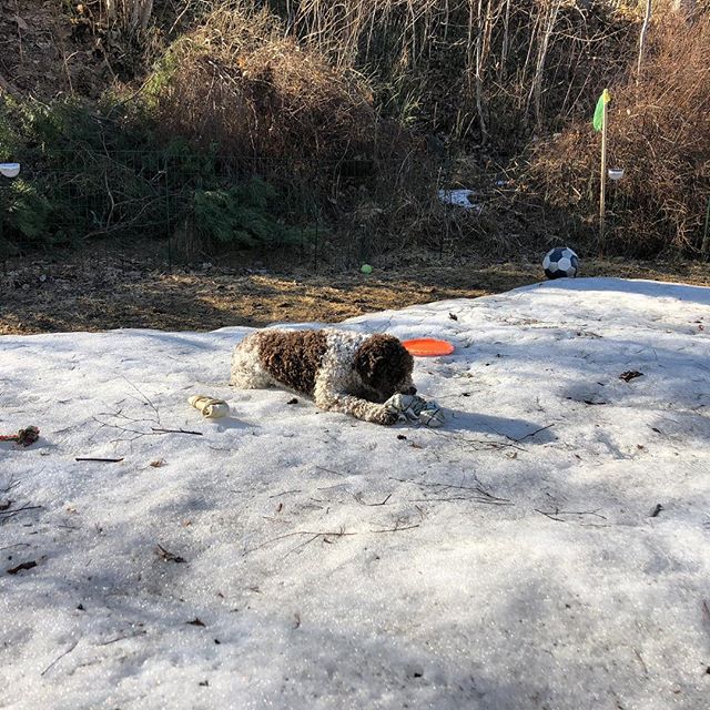 I stick to the ice while it still lasts. Yes. #pappajagvillhaenitalienare #maclagotto #lagottoromagnolo #lagottosofinstagram #lagottopuppy #lagottolove #lagottostyle #lagottos #lagottodogs #lagottoromagnolos #lagottoboy #svärdsjö #dalarna #sweden #dog #dogs #dogsofinstagram #dogsofinsta @knappare @mingming_05 - 1524063128