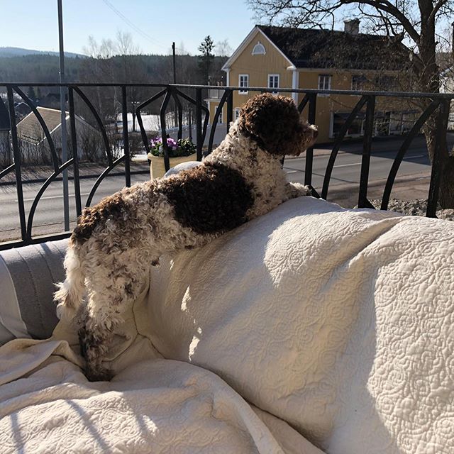 A balcony is a brilliant idea! #pappajagvillhaenitalienare #maclagotto #lagottoromagnolo #lagottosofinstagram #lagottopuppy #lagottolove #lagottostyle #lagottos #lagottodogs #lagottoromagnolos #lagottoboy #svärdsjö #dalarna #sweden #dog #dogs #dogsofinstagram #dogsofinsta @knappare @mingming_05 - 1524206515
