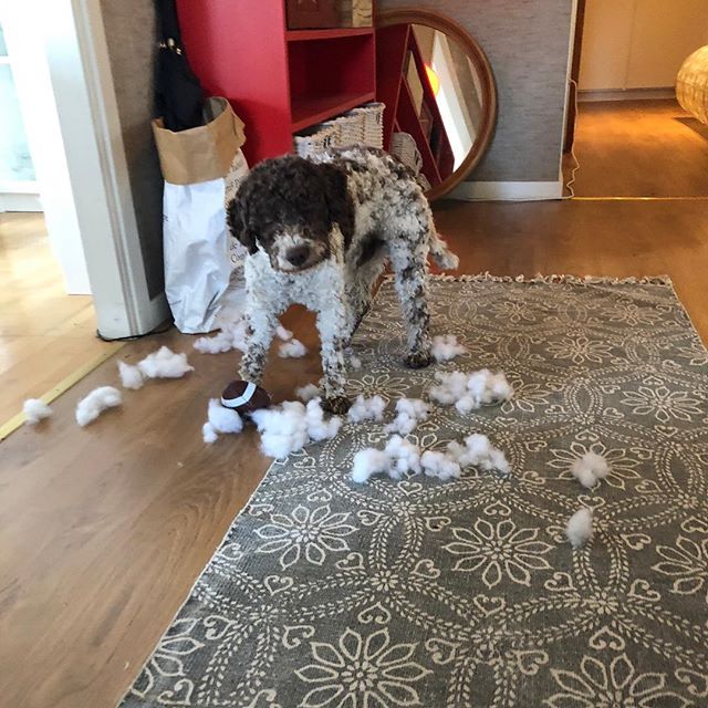 Mum gave me a new toy. Killed it in just 5 min. Win! #pappajagvillhaenitalienare #maclagotto #lagottoromagnolo #lagottosofinstagram #lagottopuppy #lagottolove #lagottostyle #lagottos #lagottodogs #lagottoromagnolos #lagottoboy #svärdsjö #dalarna #sweden #dog #dogs #dogsofinstagram #dogsofinsta @knappare @mingming_05 - 1524586380
