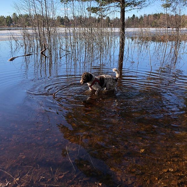 Dad tried to fool me to take a swim after my haircut today. He failed. #pappajagvillhaenitalienare #maclagotto #lagottoromagnolo #lagottosofinstagram #lagottopuppy #lagottolove #lagottostyle #lagottos #lagottodogs #lagottoromagnolos #lagottoboy #svärdsjö #dalarna #sweden #dog #dogs #dogsofinstagram #dogsofinsta @knappare @k.rowntree @mingming_05 - 1524644508