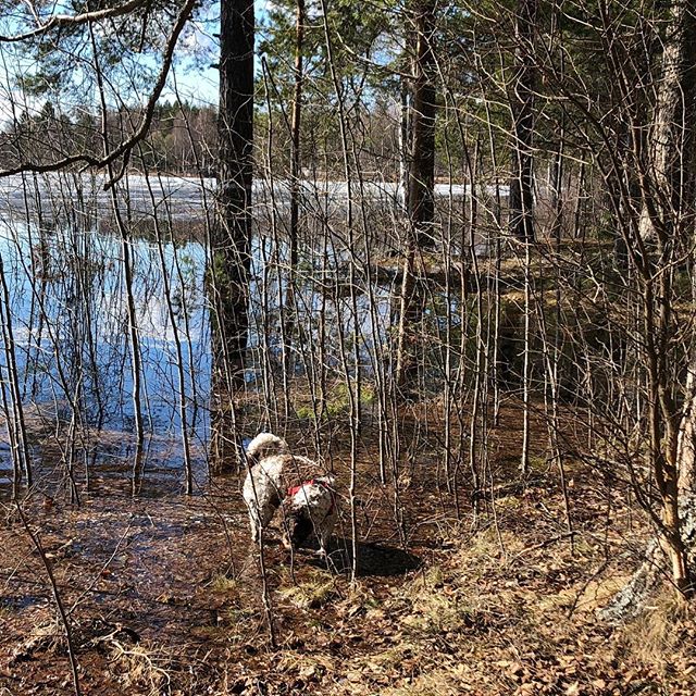 Dad still think I’m a water dog. He should know better. #pappajagvillhaenitalienare #maclagotto #lagottoromagnolo #lagottosofinstagram #lagottopuppy #lagottolove #lagottostyle #lagottos #lagottodogs #lagottoromagnolos #lagottoboy #svärdsjö #dalarna #sweden #dog #dogs #dogsofinstagram #dogsofinsta @knappare @mingming_05 - 1524735840