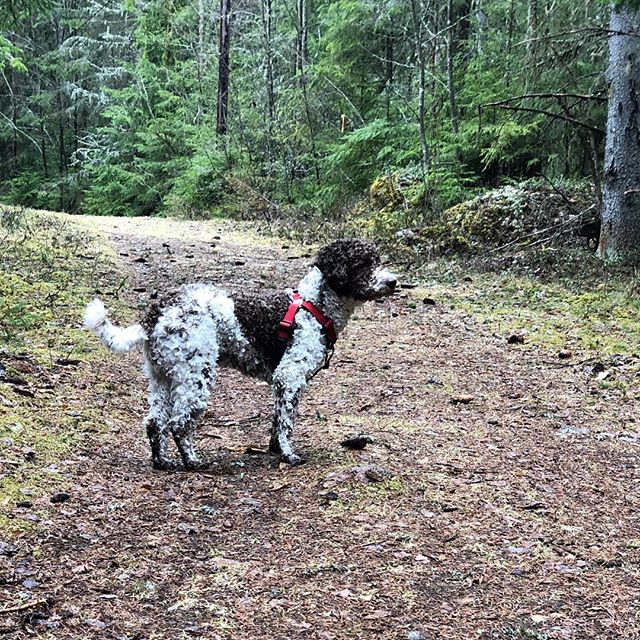 Back in the woods again. A bit scary. #lagottoromagnolo #lagottosofinstagram #lagottopuppy #lagottolove #lagottostyle #lagottos #lagottodogs #lagottoromagnolos #lagottoboy #svärdsjö #dalarna #sweden #dog #dogs #dogsofinstagram #dogsofinsta #pappajagvillhaenitalienare #maclagotto @knappare @mingming_05 - 1525248617