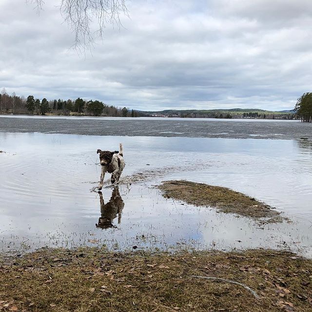 Baby I was born to run. In water! #lagottoromagnolo #lagottosofinstagram #lagottopuppy #lagottolove #lagottostyle #lagottos #lagottodogs #lagottoromagnolos #lagottoboy #svärdsjö #dalarna #sweden #dog #dogs #dogsofinstagram #dogsofinsta #pappajagvillhaenitalienare #maclagotto @knappare - 1525265010