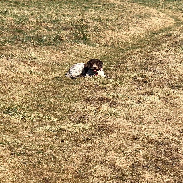 Me. In my fields. #lagottoromagnolo #lagottosofinstagram #lagottopuppy #lagottolove #lagottostyle #lagottos #lagottodogs #lagottoromagnolos #lagottoboy #svärdsjö #dalarna #sweden #dog #dogs #dogsofinstagram #dogsofinsta #pappajagvillhaenitalienare #maclagotto @knappare @mingming_05 - 1525852813