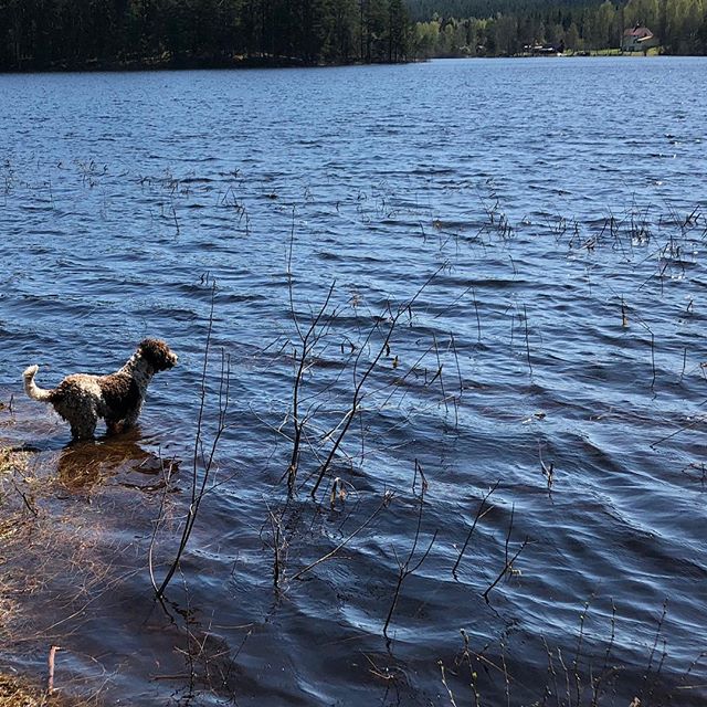 This is me. Chicken me. #lagottoromagnolo #lagottosofinstagram #lagottopuppy #lagottolove #lagottostyle #lagottos #lagottodogs #lagottoromagnolos #lagottoboy #svärdsjö #dalarna #sweden #dog #dogs #dogsofinstagram #dogsofinsta #pappajagvillhaenitalienare #maclagotto @knappare @mingming_05 - 1525860321