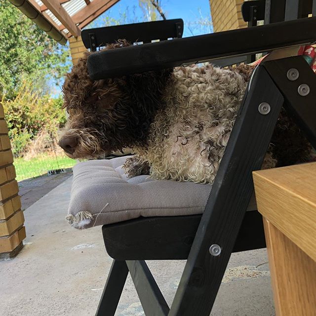 I guard this joint. Beware. #lagottoromagnolo #lagottosofinstagram #lagottopuppy #lagottolove #lagottostyle #lagottos #lagottodogs #lagottoromagnolos #lagottoboy #svärdsjö #dalarna #sweden #dog #dogs #dogsofinstagram #dogsofinsta #pappajagvillhaenitalienare #maclagotto @knappare @mingming_05 - 1525862019