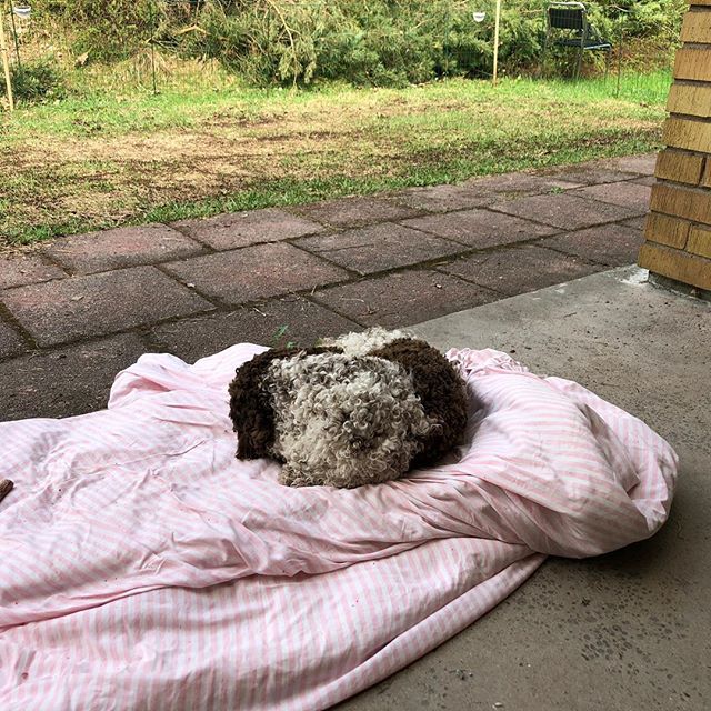 My mum’s left me all alone with dad. On a Saturday??!! I will protest all day long. Not fair play! #lagottoromagnolo #lagotto #dogs #lagottos #lagottosofinstagram #lagottopuppy #lagottolove #lagottostyle #lagottodogs #lagottoromagnolos #lagottoboy #svärdsjö #dalarna #sweden #dog #dogsofinstagram #dogsofinsta #pappajagvillhaenitalienare #maclagotto @knappare @mingming_05 - 1526115784