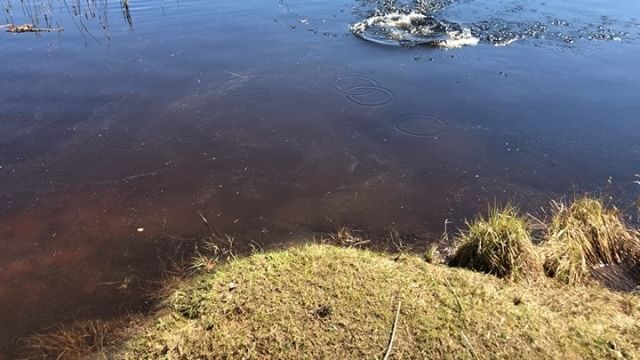 I have learned how to swim now. And to cheat. #lagottoromagnolo #lagotto #dogs #lagottos #lagottosofinstagram #lagottopuppy #lagottolove #lagottostyle #lagottodogs #lagottoromagnolos #lagottoboy #svärdsjö #dalarna #sweden #dog #dogsofinstagram #dogsofinsta #pappajagvillhaenitalienare #maclagotto @knappare @mingming_05 - 1526316952