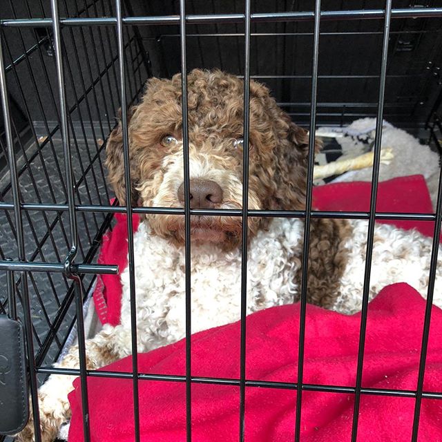 Come on dad. Let me out!!! #lagottoromagnolo #lagotto #dogs #lagottos #lagottosofinstagram #lagottopuppy #lagottolove #lagottostyle #lagottodogs #lagottoromagnolos #lagottoboy #svärdsjö #dalarna #sweden #dog #dogsofinstagram #dogsofinsta #pappajagvillhaenitalienare #maclagotto @knappare @mingming_05 - 1526398889
