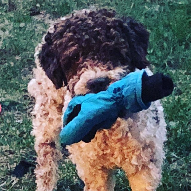 Mum, can I please have this?? Spring is here... I’ve heard🐶#nomoresnow #lagottoromagnolo #lagotto #pappajagvillhaenitalienare @kristerlindholmfalun - 1526416135