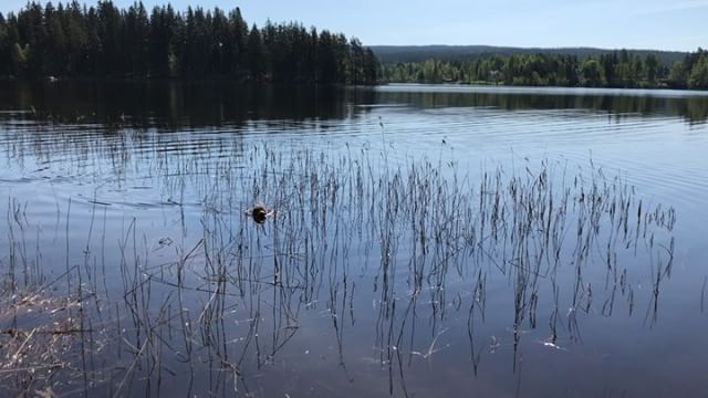 I became a master of swimming in no time! Winner. #lagottoromagnolo #lagotto #dogs #lagottos #lagottosofinstagram #lagottopuppy #lagottolove #lagottostyle #lagottodogs #lagottoromagnolos #lagottoboy #svärdsjö #dalarna #sweden #dog #dogsofinstagram #dogsofinsta #pappajagvillhaenitalienare #maclagotto @knappare @mingming_05 - 1526478744