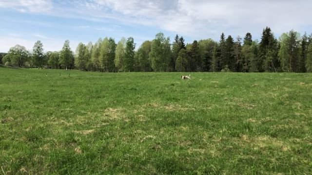 I just wanted to play with my new friends. I failed. #lagottoromagnolo #lagotto #dogs #lagottos #lagottosofinstagram #lagottopuppy #lagottolove #lagottostyle #lagottodogs #lagottoromagnolos #lagottoboy #svärdsjö #dalarna #sweden #dog #dogsofinstagram #dogsofinsta #pappajagvillhaenitalienare #maclagotto @knappare @mingming_05 @k.rowntree - 1526563962