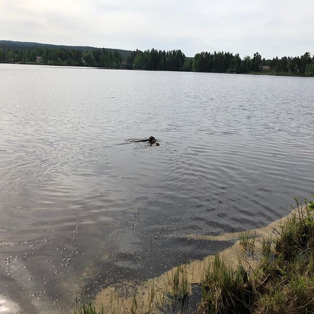 That’s me. Far out there. Like a super cute little wet dot. #lagottoromagnolo #lagotto #dogs #lagottos #lagottosofinstagram #lagottopuppy #lagottolove #lagottostyle #lagottodogs #lagottoromagnolos #lagottoboy #svärdsjö #dalarna #sweden #dog #dogsofinstagram #dogsofinsta #pappajagvillhaenitalienare #maclagotto @knappare @mingming_05 @k.rowntree - 1526991505