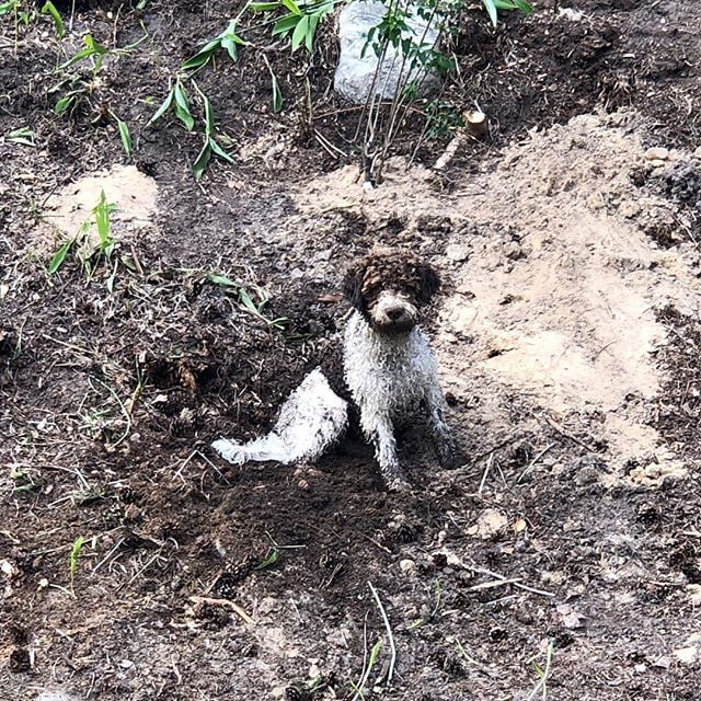 What? I did NOT dig in mums garden!! #lagottoromagnolo #lagotto #dogs #lagottos #lagottosofinstagram #lagottopuppy #lagottolove #lagottostyle #lagottodogs #lagottoromagnolos #lagottoboy #svärdsjö #dalarna #sweden #dog #dogsofinstagram #dogsofinsta #pappajagvillhaenitalienare #maclagotto @knappare @mingming_05 @k.rowntree - 1526991768