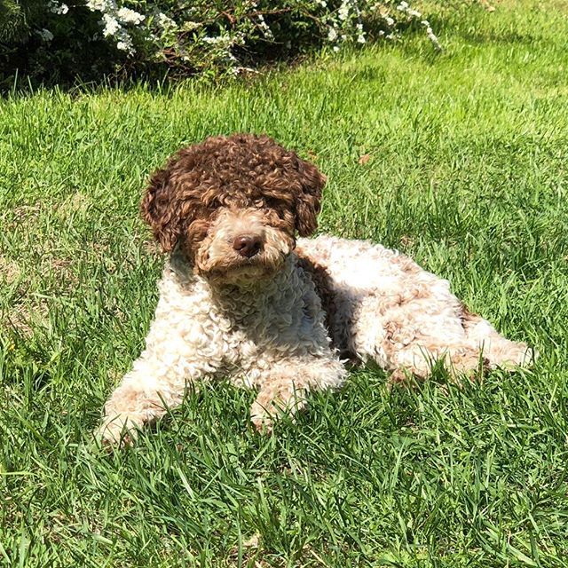 I like summer. It’s nice. #lagottoromagnolo #lagotto #dogs #lagottos #lagottosofinstagram #lagottopuppy #lagottolove #lagottostyle #lagottodogs #lagottoromagnolos #lagottoboy #svärdsjö #dalarna #sweden #dog #dogsofinstagram #dogsofinsta #pappajagvillhaenitalienare #maclagotto @knappare @mingming_05 @k.rowntree - 1527077329