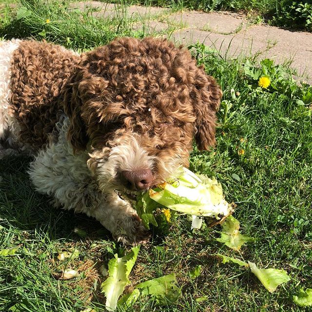 Mum planted something humans call salad. I had to try.....
#govegan🌱 #lagottoromagnolo #lagotto #pappajagvillhaenitalienare - 1527415441