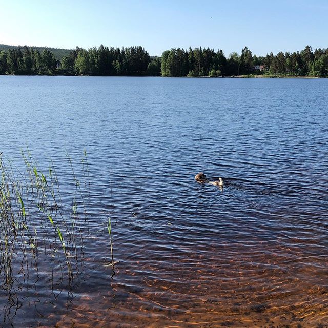 Early morning swim. Early dog! #lagottoromagnolo #lagotto #dogs #lagottos #lagottosofinstagram #lagottopuppy #lagottolove #lagottostyle #lagottodogs #lagottoromagnolos #lagottoboy #svärdsjö #dalarna #sweden #dog #dogsofinstagram #dogsofinsta #pappajagvillhaenitalienare #maclagotto @knappare @mingming_05 @k.rowntree - 1527836947