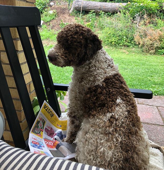 When is midsummer coming? Is he nice? #lagottoromagnolo #lagotto #dogs #lagottos #lagottosofinstagram #lagottopuppy #lagottolove #lagottostyle #lagottodogs #lagottoromagnolos #lagottoboy #svärdsjö #dalarna #sweden #dog #dogsofinstagram #dogsofinsta #pappajagvillhaenitalienare #maclagotto @knappare @liminglindblad @k.rowntree - 1529658263