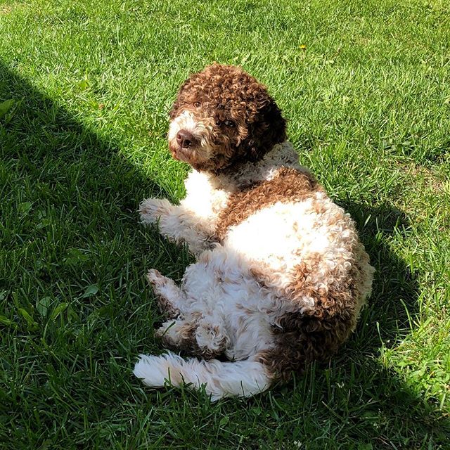 The weather is only half as good as I want it to today. But I’m good. #lagottoromagnolo #lagotto #dogs #lagottos #lagottosofinstagram #lagottopuppy #lagottolove #lagottostyle #lagottodogs #lagottoromagnolos #lagottoboy #svärdsjö #dalarna #sweden #dog #dogsofinstagram #dogsofinsta #pappajagvillhaenitalienare #maclagotto @knappare @liminglindblad @k.rowntree @taxen_coco - 1529827290