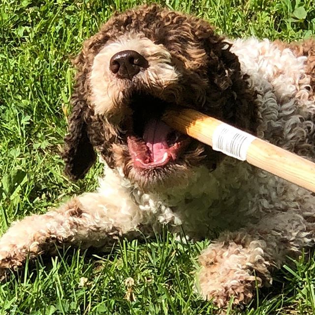 Today’s mission is to end this stick completely. I think I will make it. #lagottoromagnolo #lagotto #dogs #lagottos #lagottosofinstagram #lagottopuppy #lagottolove #lagottostyle #lagottodogs #lagottoromagnolos #lagottoboy #svärdsjö #dalarna #sweden #dog #dogsofinstagram #dogsofinsta #pappajagvillhaenitalienare #maclagotto @knappare @liminglindblad @k.rowntree @taxen_coco - 1529827509