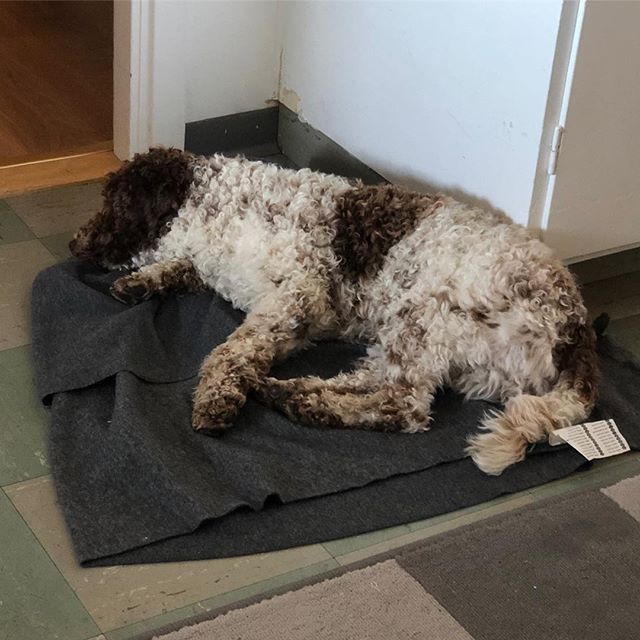 A bit tired after playing around with @liminglindblad and her 2 friends all day. But I look strong! #lagottoromagnolo #lagotto #dogs #lagottos #lagottosofinstagram #lagottopuppy #lagottolove #lagottostyle #lagottodogs #lagottoromagnolos #lagottoboy #svärdsjö #dalarna #sweden #dog #dogsofinstagram #dogsofinsta #pappajagvillhaenitalienare #maclagotto @knappare @liminglindblad @k.rowntree @taxen_coco - 1529862682