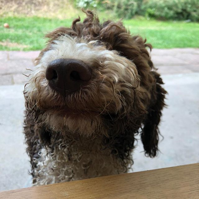 Dad thinks this is a funny picture of me. He is clearly insane. #lagottoromagnolo #lagotto #dogs #lagottos #lagottosofinstagram #lagottopuppy #lagottolove #lagottostyle #lagottodogs #lagottoromagnolos #lagottoboy #svärdsjö #dalarna #sweden #dog #dogsofinstagram #dogsofinsta #pappajagvillhaenitalienare #maclagotto @knappare @liminglindblad @k.rowntree @taxen_coco - 1530121833