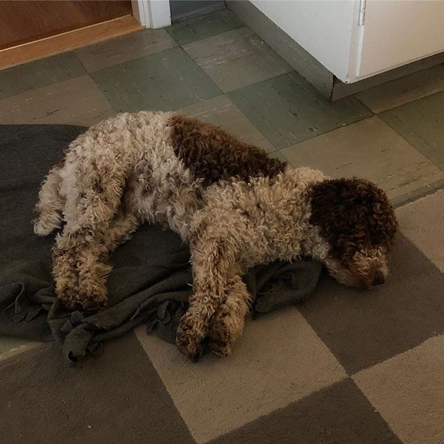 It’s been a long and lovely day. Time to play dead! #lagottoromagnolo #lagotto #dogs #lagottos #lagottosofinstagram #lagottopuppy #lagottolove #lagottostyle #lagottodogs #lagottoromagnolos #lagottoboy #svärdsjö #dalarna #sweden #dog #dogsofinstagram #dogsofinsta #pappajagvillhaenitalienare #maclagotto @knappare @liminglindblad @k.rowntree @taxen_coco - 1530390246