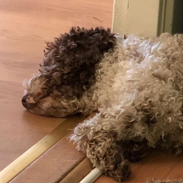 My favorite position. Flat out! #lagottoromagnolo #lagotto #dogs #lagottos #lagottosofinstagram #lagottopuppy #lagottolove #lagottostyle #lagottodogs #lagottoromagnolos #lagottoboy #svärdsjö #dalarna #sweden #dog #dogsofinstagram #dogsofinsta #pappajagvillhaenitalienare #maclagotto @knappare @liminglindblad @k.rowntree @taxen_coco - 1530464015