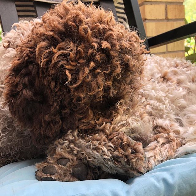 I am an very hairy creature. #lagottoromagnolo #lagotto #dogs #lagottos #lagottosofinstagram #lagottopuppy #lagottolove #lagottostyle #lagottodogs #lagottoromagnolos #lagottoboy #svärdsjö #dalarna #sweden #dog #dogsofinstagram #dogsofinsta #pappajagvillhaenitalienare #maclagotto @knappare @liminglindblad @k.rowntree @taxen_coco - 1530783104