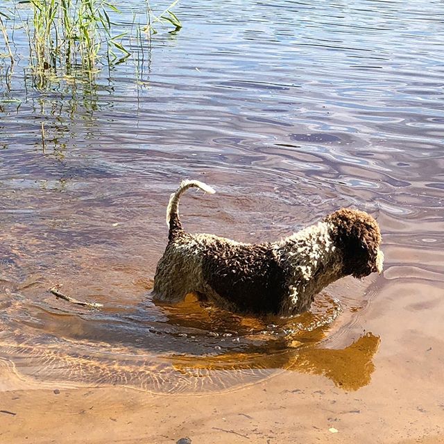 Nothing beats the daily adventures with dad! #lagottoromagnolo #lagotto #dogs #lagottos #lagottosofinstagram #lagottopuppy #lagottolove #lagottostyle #lagottodogs #lagottoromagnolos #lagottoboy #svärdsjö #dalarna #sweden #dog #dogsofinstagram #dogsofinsta #pappajagvillhaenitalienare #maclagotto @knappare @liminglindblad @k.rowntree @taxen_coco - 1530798360