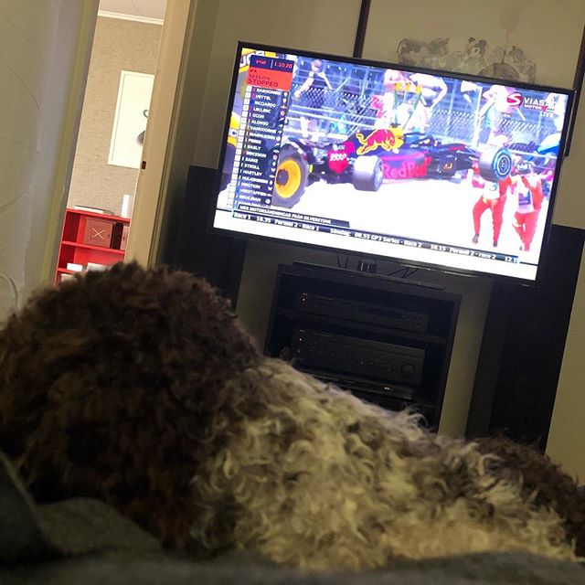 Formula 1 practice and I can sleep in dads lap. I am the winner! #lagottoromagnolo #lagotto #dogs #lagottos #lagottosofinstagram #lagottopuppy #lagottolove #lagottostyle #lagottodogs #lagottoromagnolos #lagottoboy #svärdsjö #dalarna #sweden #dog #dogsofinstagram #dogsofinsta #pappajagvillhaenitalienare #maclagotto @knappare @liminglindblad @k.rowntree @taxen_coco - 1530883306
