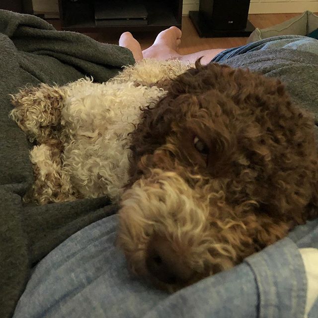 I love dad extra much when he watches F1. #lagottoromagnolo #lagotto #dogs #lagottos #lagottosofinstagram #lagottopuppy #lagottolove #lagottostyle #lagottodogs #lagottoromagnolos #lagottoboy #svärdsjö #dalarna #sweden #dog #dogsofinstagram #dogsofinsta #pappajagvillhaenitalienare #maclagotto @knappare @liminglindblad @k.rowntree @taxen_coco - 1531055268