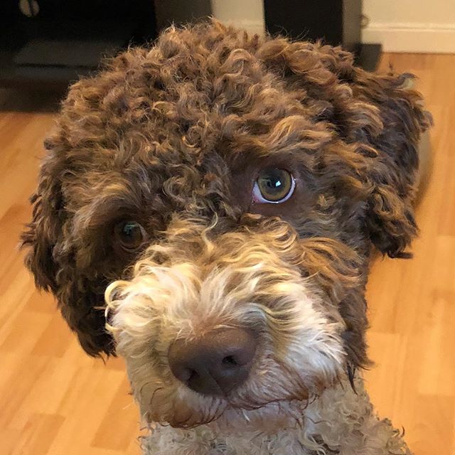 Please dad. I want another adventure right away! #lagottoromagnolo #lagotto #dogs #lagottos #lagottosofinstagram #lagottopuppy #lagottolove #lagottostyle #lagottodogs #lagottoromagnolos #lagottoboy #svärdsjö #dalarna #sweden #dog #dogsofinstagram #dogsofinsta #pappajagvillhaenitalienare #maclagotto @knappare @liminglindblad @k.rowntree @taxen_coco - 1531135907
