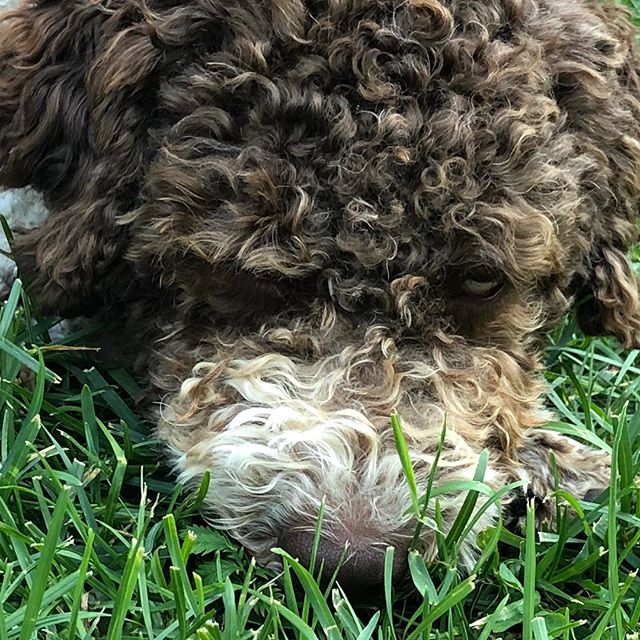 Touching the green, green grass of home.#tomjones #lagottoromagnolo #lagotto #pappajagvillhaenitalienare #dogsofinstagram - 1531502828