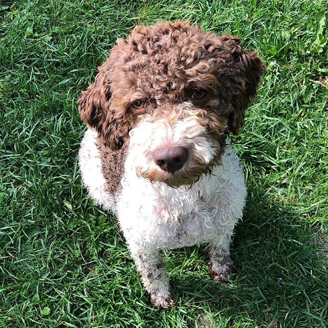 Dad said: Sit! And I wonder what he means. #lagottoromagnolo #lagotto #dogs #lagottos #lagottosofinstagram #lagottopuppy #lagottolove #lagottostyle #lagottodogs #lagottoromagnolos #lagottoboy #svärdsjö #dalarna #sweden #dog #dogmodel #dogmodels #dogsofinstagram #dogsofinsta #pappajagvillhaenitalienare #maclagotto @knappare @liminglindblad @k.rowntree @taxen_coco - 1531555039