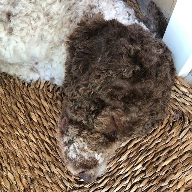 Grooming session with dad today. That requires a few extra hours of quality sleeping 😴 #lagottoromagnolo #lagotto #dogs #lagottos #lagottosofinstagram #lagottopuppy #lagottolove #lagottostyle #lagottodogs #lagottoromagnolos #lagottoboy #svärdsjö #dalarna #sweden #dog #dogmodel #dogmodels #dogsofinstagram #dogsofinsta #pappajagvillhaenitalienare #maclagotto @knappare @liminglindblad @k.rowntree @taxen_coco - 1531570626