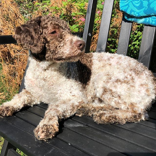 This is my: After morning walk & swim-look. Pretty badass right? #lagottoromagnolo #lagotto #dogs #lagottos #lagottosofinstagram #lagottopuppy #lagottolove #lagottostyle #lagottodogs #lagottoromagnolos #lagottoboy #svärdsjö #dalarna #sweden #dog #dogmodel #dogmodels #dogsofinstagram #dogsofinsta #pappajagvillhaenitalienare #maclagotto @knappare @liminglindblad @k.rowntree @taxen_coco - 1531641505