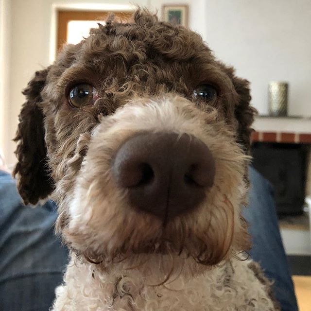 Im not sure I understand. Again. #lagottoromagnolo #lagotto #dogs #lagottos #lagottosofinstagram #lagottopuppy #lagottolove #lagottostyle #lagottodogs #lagottoromagnolos #lagottoboy #svärdsjö #dalarna #sweden #dog #dogmodel #dogmodels #dogsofinstagram #dogsofinsta #pappajagvillhaenitalienare #maclagotto @knappare @liminglindblad @k.rowntree @taxen_coco - 1531752749
