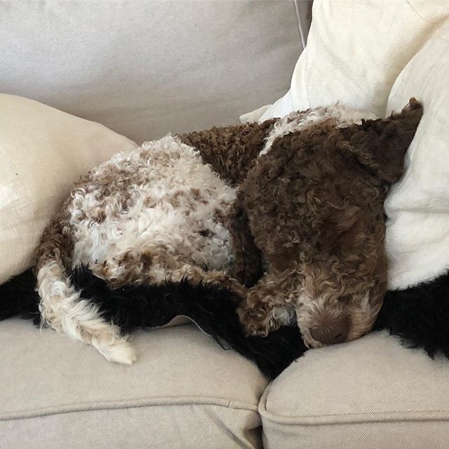 Took a swim. It knocked me out. #lagottoromagnolo #lagotto #dogs #lagottos #lagottosofinstagram #lagottopuppy #lagottolove #lagottostyle #lagottodogs #lagottoromagnolos #lagottoboy #svärdsjö #dalarna #sweden #dog #dogmodel #dogmodels #dogsofinstagram #dogsofinsta #pappajagvillhaenitalienare #maclagotto @knappare @liminglindblad @k.rowntree @taxen_coco - 1531755079