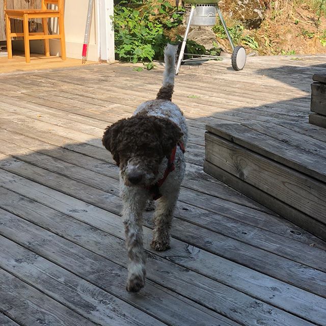 Did my first 5 hour car trip yesterday. Today I have soooo much energy left! #lagottoromagnolo #lagotto #dogs #lagottos #lagottosofinstagram #lagottopuppy #lagottolove #lagottostyle #lagottodogs #lagottoromagnolos #lagottoboy #svärdsjö #dalarna #sweden #dog #dogmodel #dogmodels #dogsofinstagram #dogsofinsta #pappajagvillhaenitalienare #maclagotto @knappare @liminglindblad @k.rowntree @taxen_coco - 1532163214